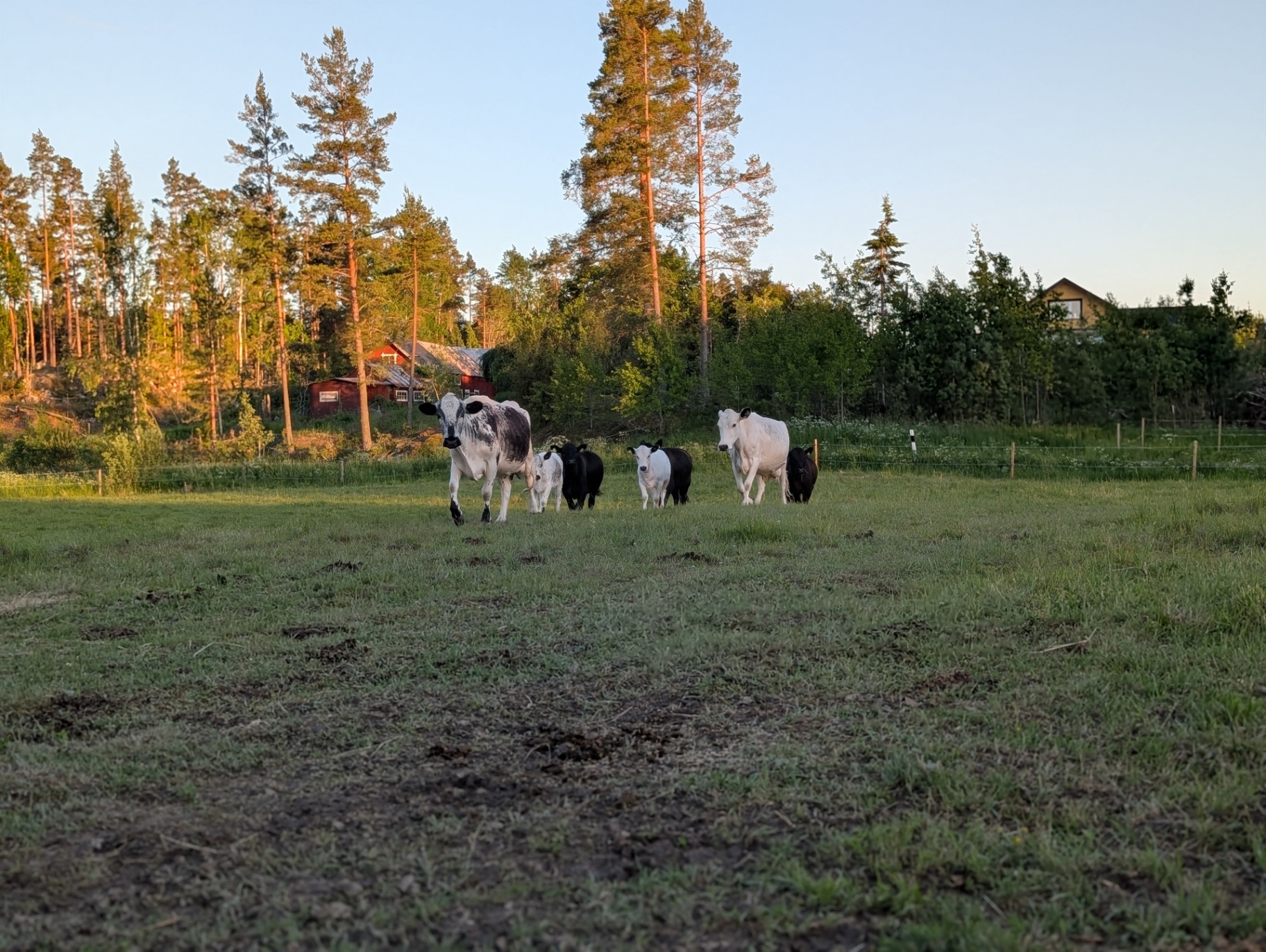 MV Ranch — gård med hästar i kvällsljus